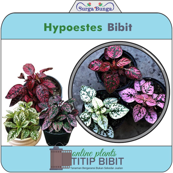 Hipotes-Hypoestes-Daun-polkadot bibit tanaman hias daun