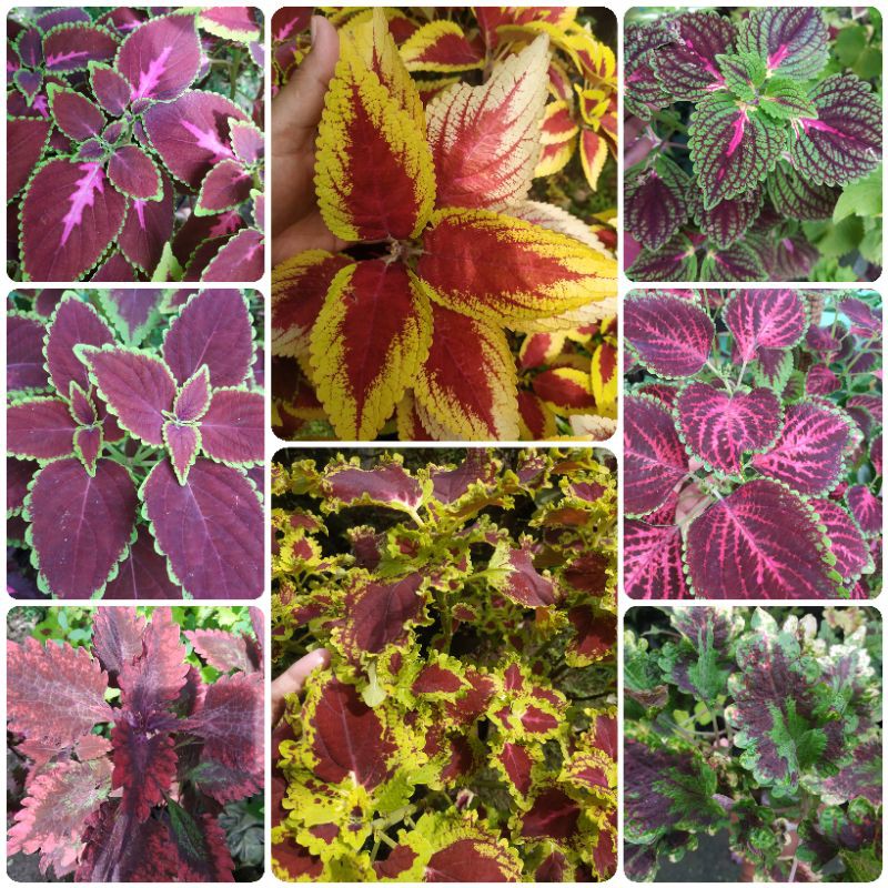 Miana coleus