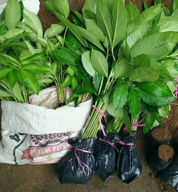 Bibit porang Murah Berkualitas..