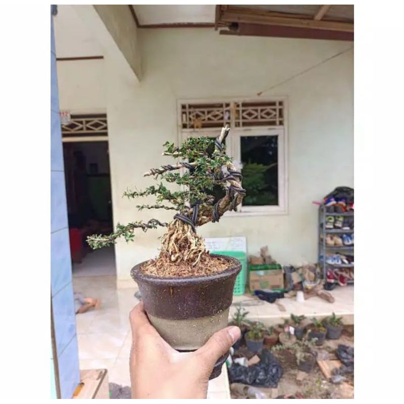 bonsai mame serbin micro tanaman hias pohon bonsai mame serbin mikro