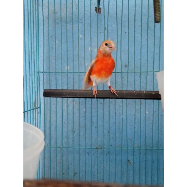 Red siskin Double Dilute Jantan