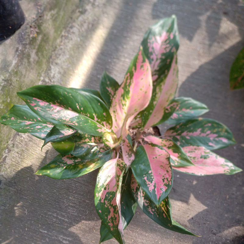 kocin camelon rumpun