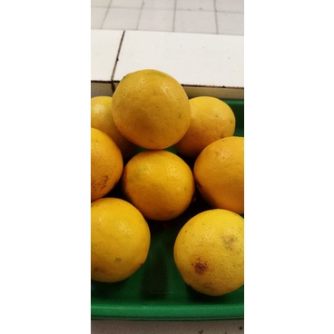 

Jeruk Lemon Lokal Besar 500 gr