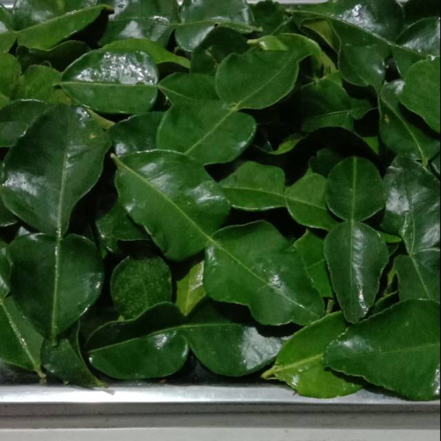 

Daun jeruk sayur bandung