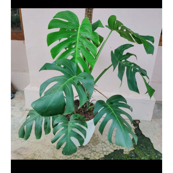 Monstera Deliciosa King