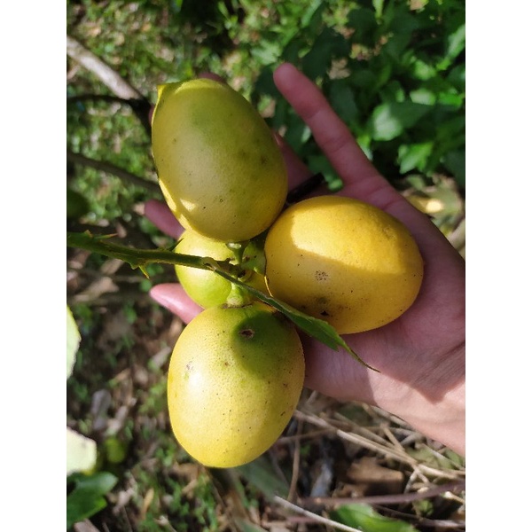 

Jeruk Lemon Fresh