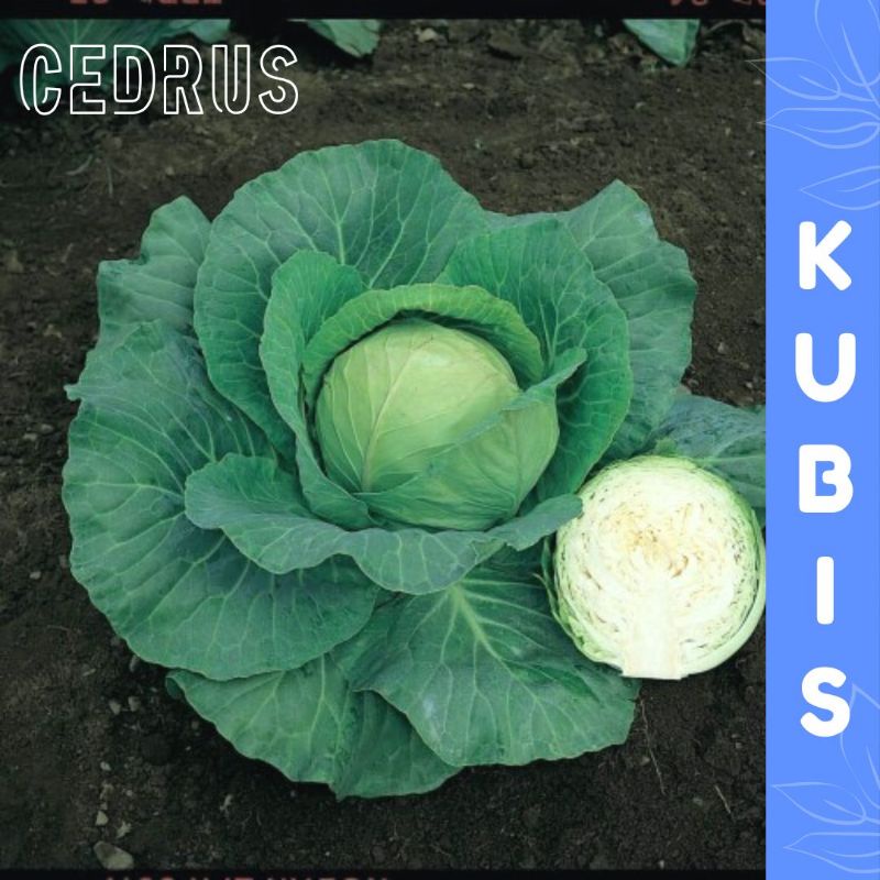 Jual Benih KUBIS (isi 10) Biji Sayur Lettuce Iceberg Burma Shopee