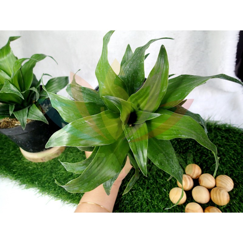 Dracena Janet Craig Compacta / Dracaena Fragrans Green