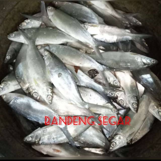 

Ikan Bandeng