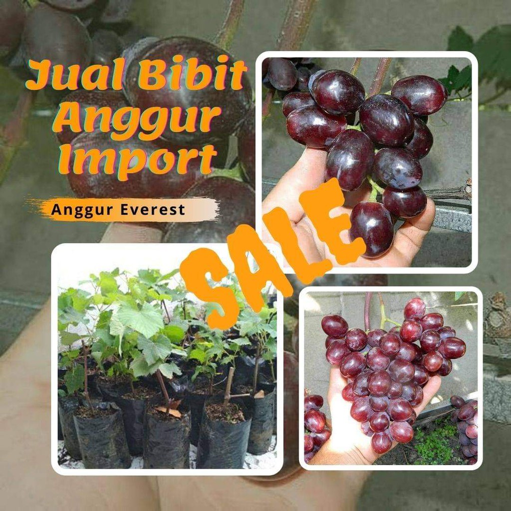 3 Bibit Anggur Everest Valid, Bibit Buah Anggur Everest Import