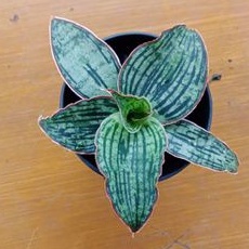 sansevieria cleopatra