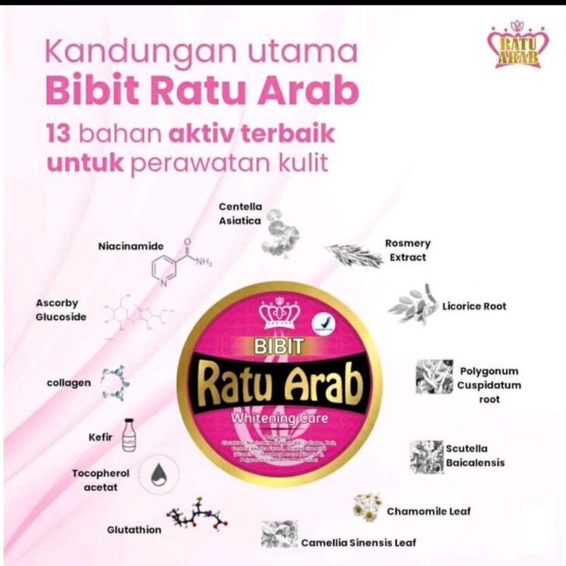 Bibit Ratu Arab ori 100% BPOM asli
