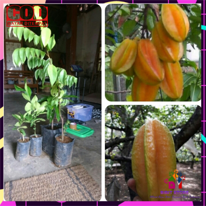 Bibit Belimbing Bangkok