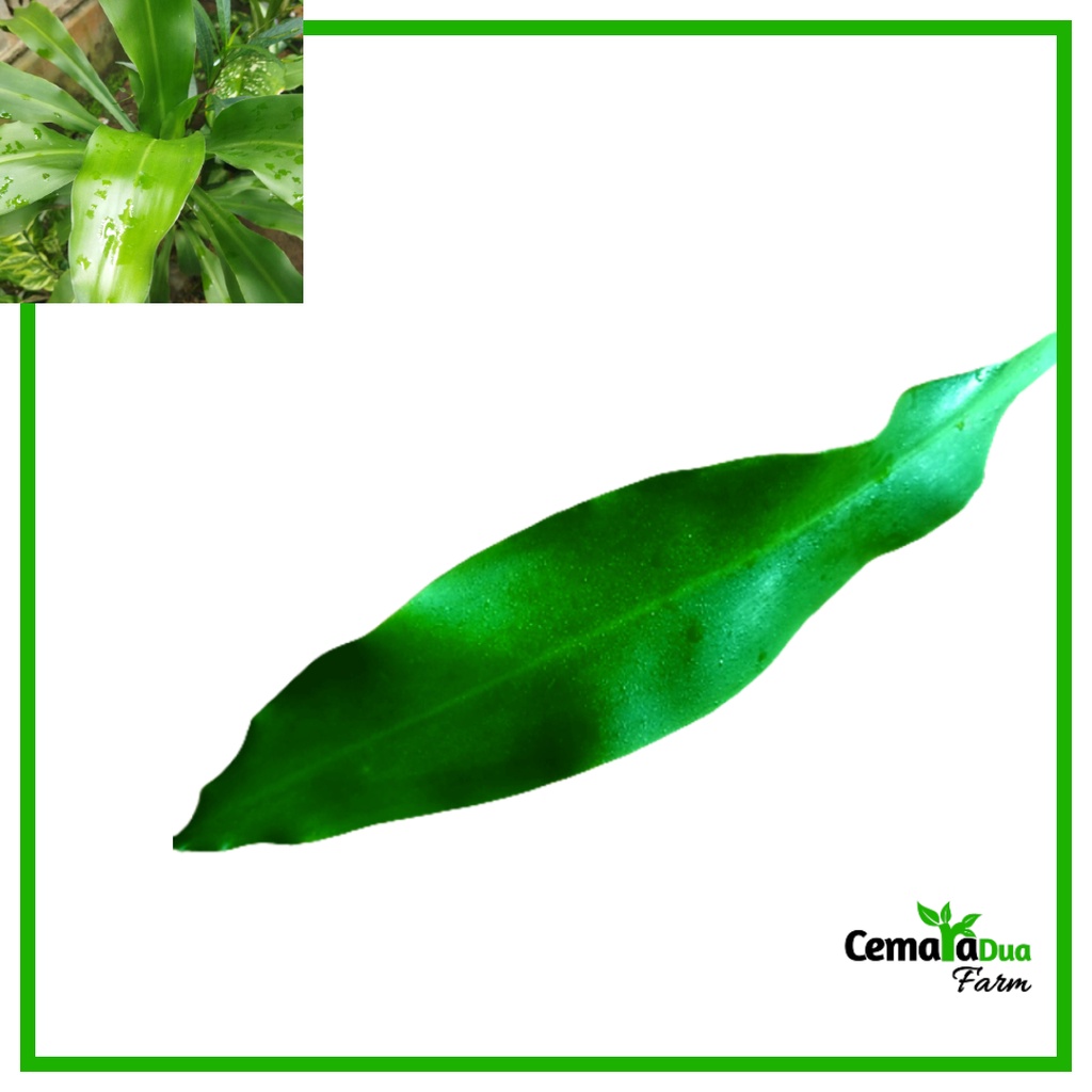 

Daun Andong Hijau/ Hanjuang Hijau Segar Untuk Acara Nikah