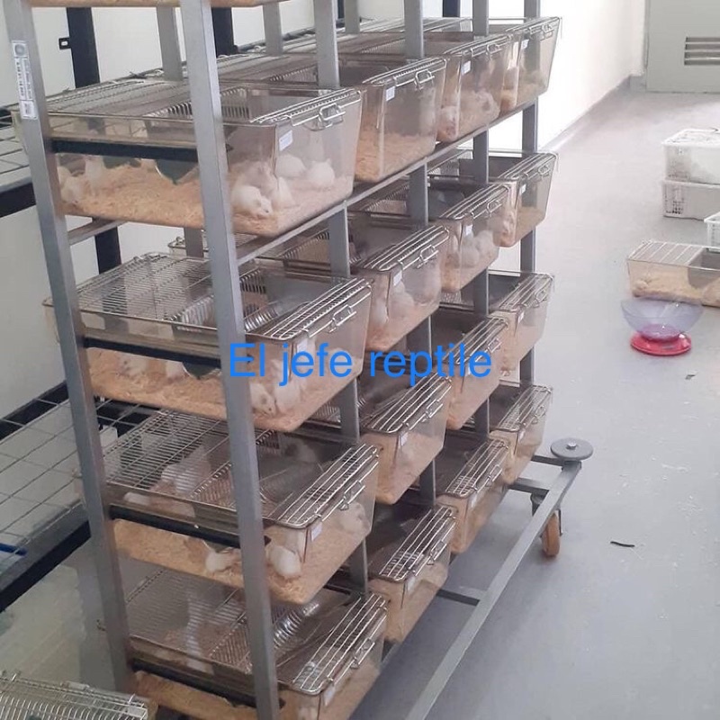 Tikus putih mencit jumper