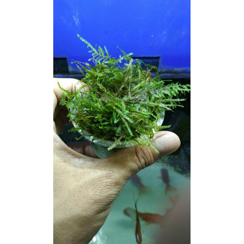 Tanaman Aquascape " Moss Christmas " per Kantong