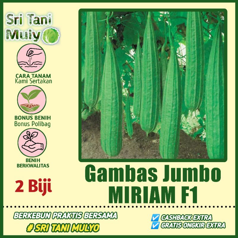 2 Biji - Benih Oyong Import Jumbo MIRIAM F1 - Bibit Gambas Panjang 50cm Bibit Tanaman Sayur HAGA TER