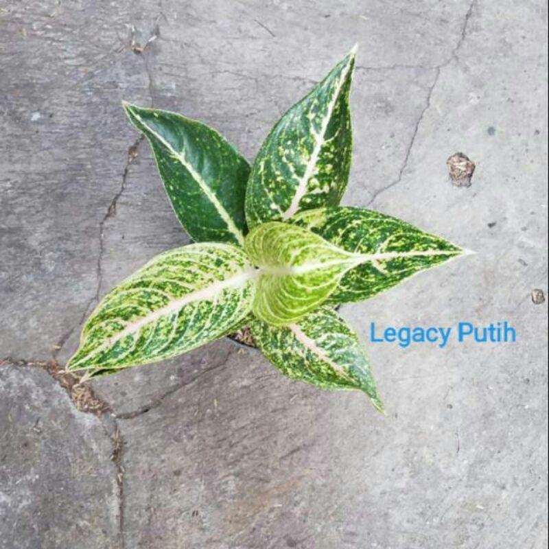 aglonema bibit anakan legacy putih