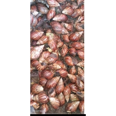 

SIPUT DARAT SEGAR 1KG