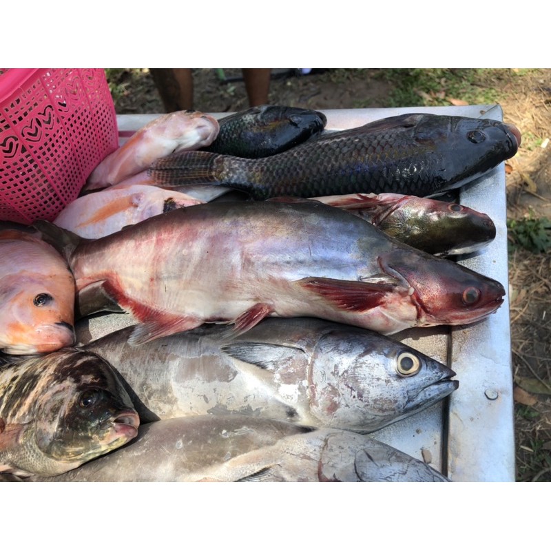 IKAN SEGAR 1 Kg Khusus Gosend