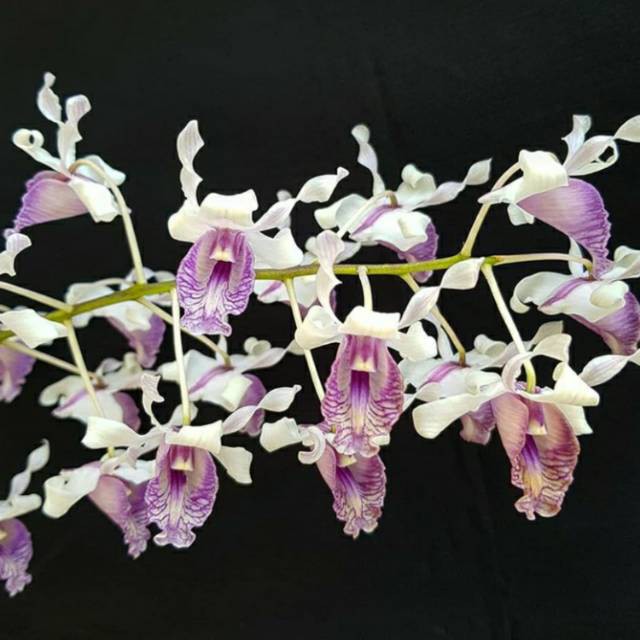 Seedling Anggrek Dendrobium Nindii Spesies Selfing