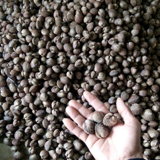 

kerang dara hidup