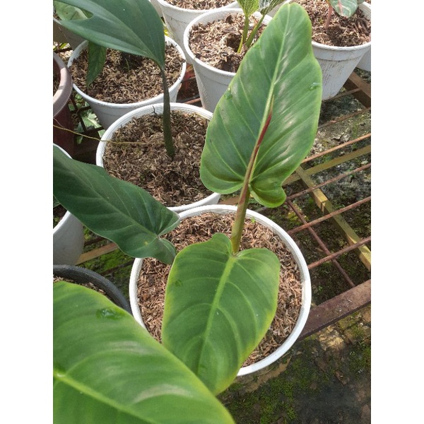 PHILODENDRON SUBHASTATUM