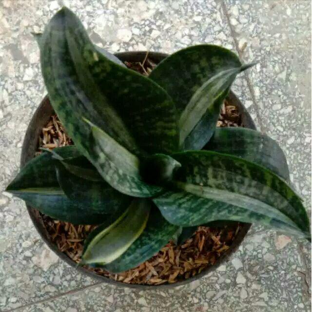 Sansivera Trifasciata / Sansiviera Belang / Sansevieria / Sansivieria