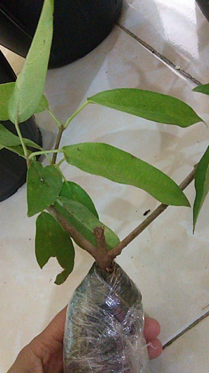 Tanaman Cincau Hijau Perdu/bibit Herbal Cincau Hijau Perdu