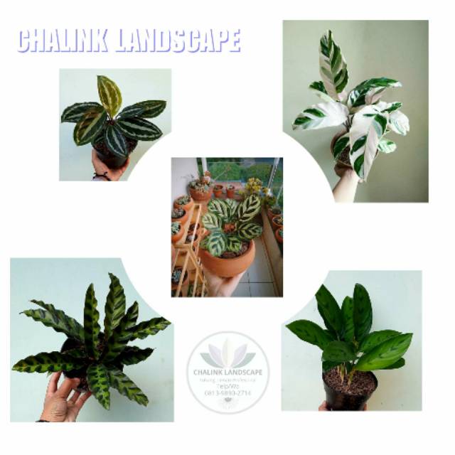 Paketan 5 calathea / tanaman hias calathea