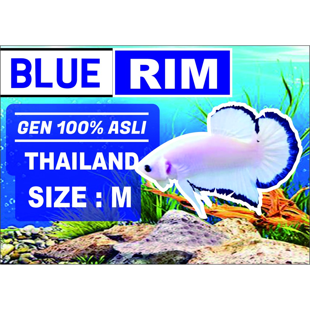 Cupang Blue Rim Clean Body ~ Cupang Blue Rim Thailand