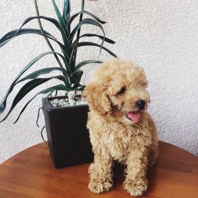 firdharisaaudinarsandy