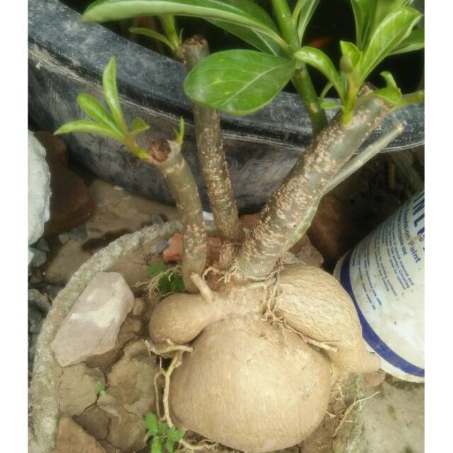 Bonsai adendum bonggol besar sdh jadi