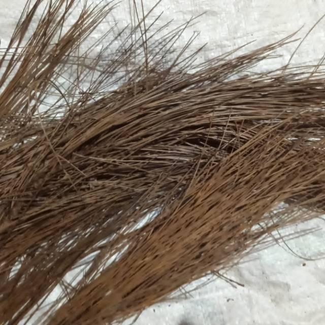 

Daun pinus kering 500 gram