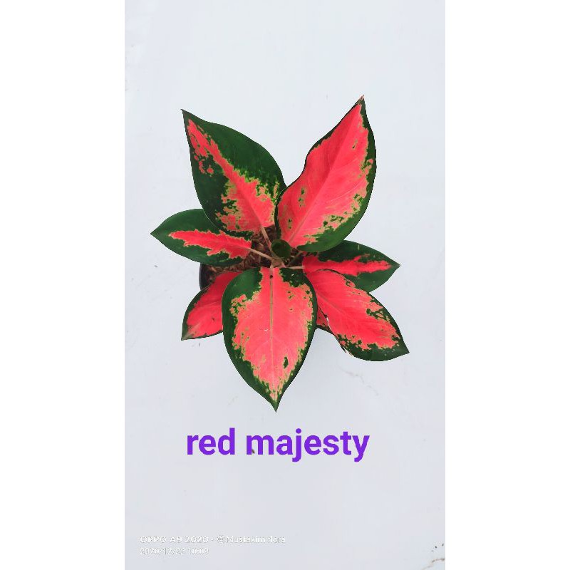 aglaonema red majesty