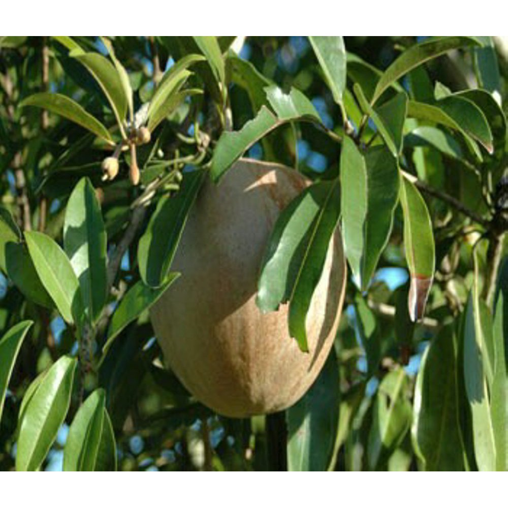 Tanaman Buah Sawo CM-19