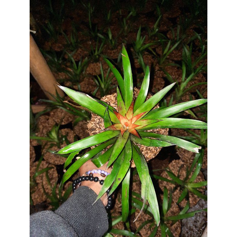 TANAMAN HIAS BROMELIA GUZMANI/BROMELIA BERBUNGA/BROMELIA MAWAR