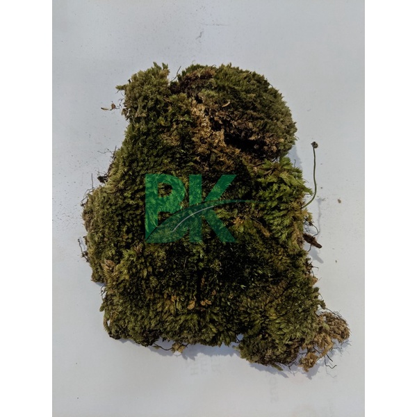 Lumut hutan forest / Lumut Hidup (forest Moss) media tanam kokodema 1 kg