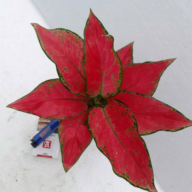 Aglonema Red Anjamani , ecer/grosir.