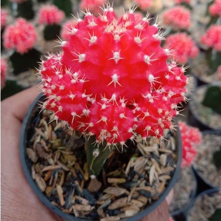 kaktus grafting import merah