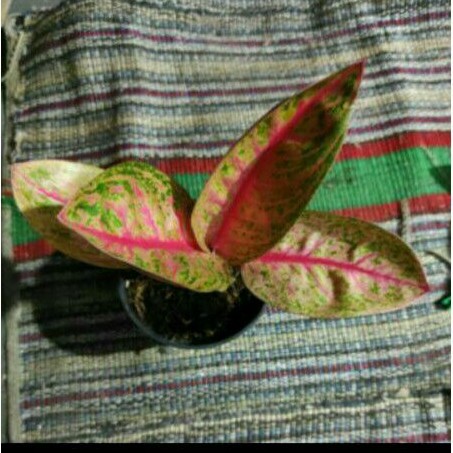 tanaman hias aglonema tiara