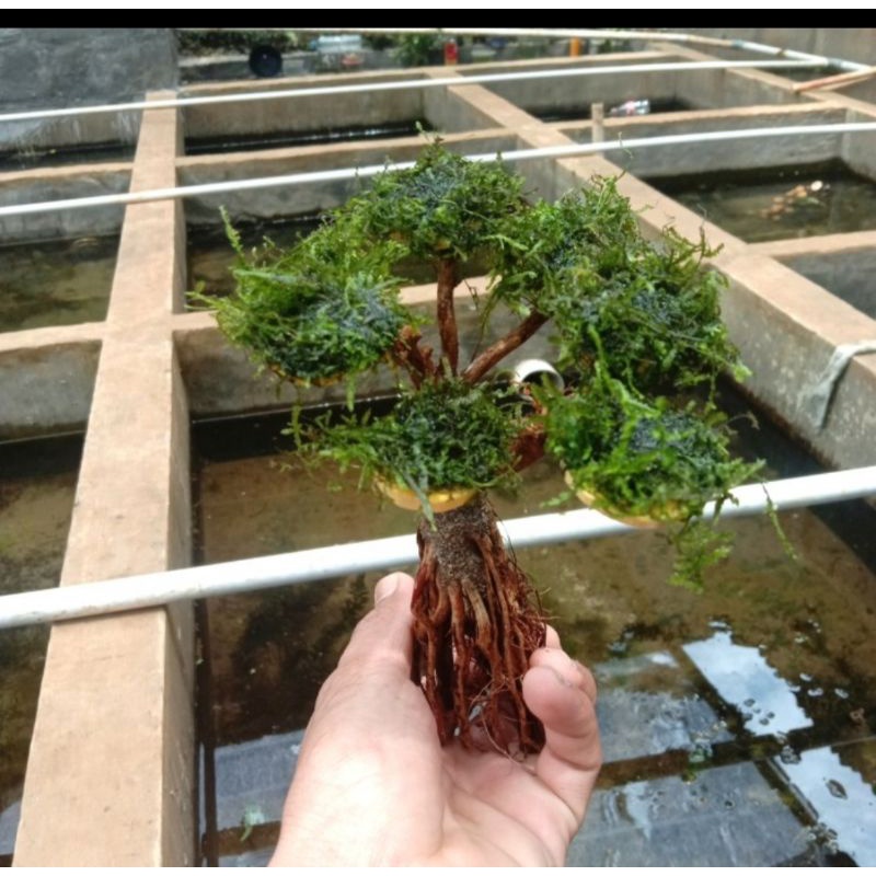 bonsai mini tanaman aquascape