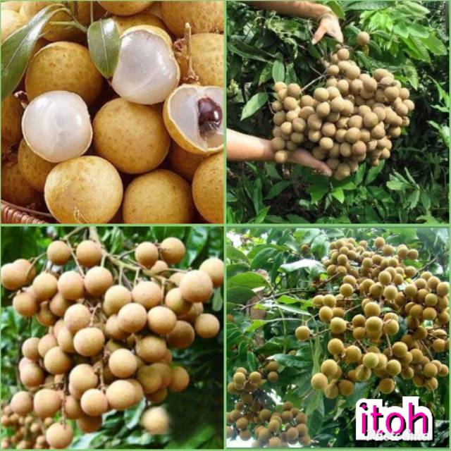 BIBIT KELENGKENG ITOH SUPER