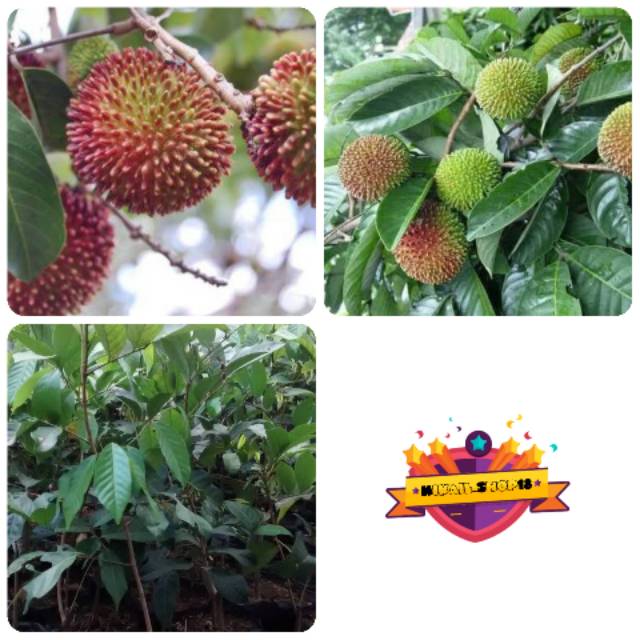 Bibit pohon rambutan rapiah/Tanaman buah rambutan rapiah