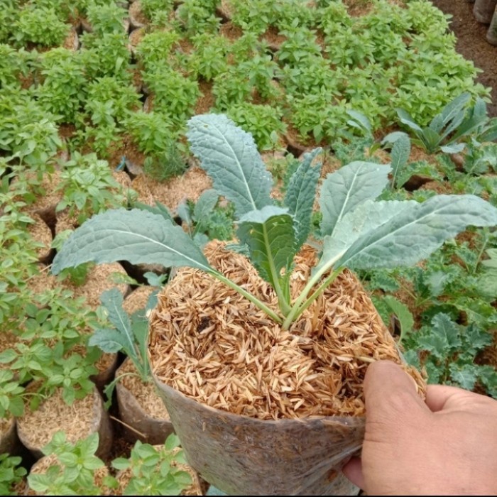 Tanaman Sayur Kale Nero