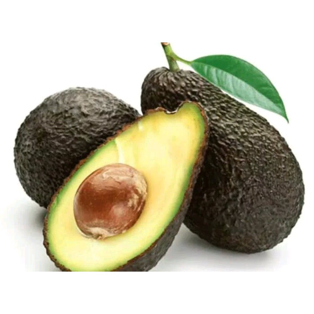 bibit buah alpukat hass