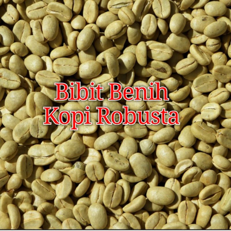 Robusta Bibit Kopi Robusta 1.000 butir Benih seed Bibit Biji Kopi Robusta Siap tanam