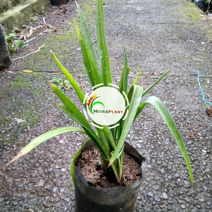Bibit Tanaman Bunga Sedap Malam Tanaman Sedap Malam Bibit Tanaman Sedap Malam