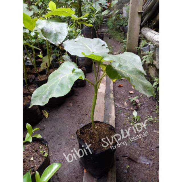 Bibit terong belanda