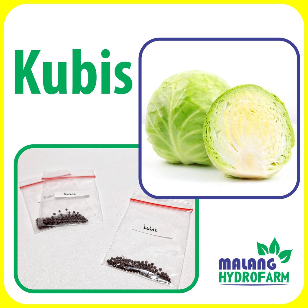 Jual Benih Kubis Hijau Unggulan Berkualitas Biji Bibit Gubis Hydroponik ...